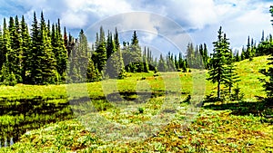 The Alpine fields and meadows surrounding Sun Peaks in British Columbia, Canada