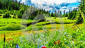 The Alpine fields and meadows surrounding Sun Peaks in British Columbia, Canada