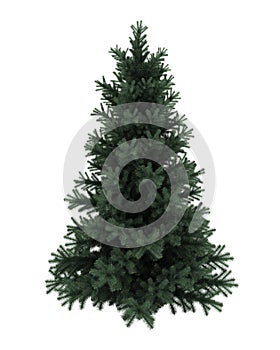 Alpine fir tree isolated on white
