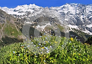 Alpine flora photo