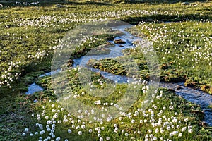 Alpine flora cottongrass eriophorum over the Swiss Grimsel Alps