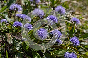 Alpine flora - Globularia nudicaulis growing on high Alps mountain photo