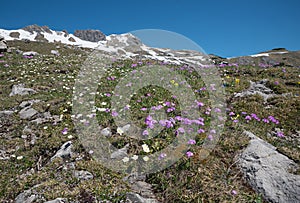 Alpine flora at mountain top nebelhorn, pink primrose and crowfoots photo