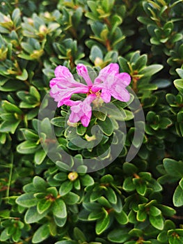 Alpine flora - Rhododendron myrtifolium