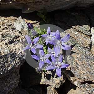 Alpine flower campanula cenisia Mont Cenis Bellflower,  Aosta valley Italy.