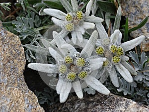 Alpine flower Edelweiss from the alps