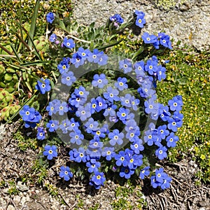 Alpine flower Eritrichium nanum, arctic alpine forget-me-not, Aosta valley, Italy. photo