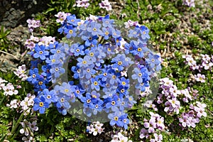 Alpine flower Eritrichium nanum arctic alpine forget-me-not with petrocallis Pyrenaica as background, Aosta valley, Italy photo