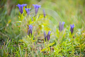 Alpine flower, Gentiana dahurica blue flowers