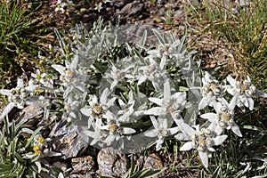 Alpine flower Leontopodium Alpinum Edelweiss, Aosta valley, Italy