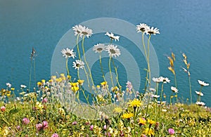 Alpine flower meadow at the lake shore lunersee, austria