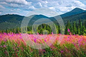 Alpine flower meadow, mountain pine tree forest