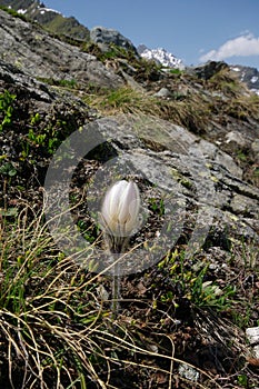 Alpine flower : Pulsatilla vernalis photo