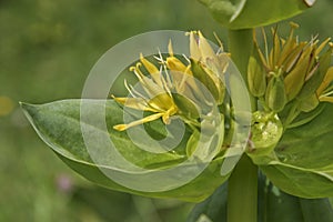 Alpine flower - yellow gentian