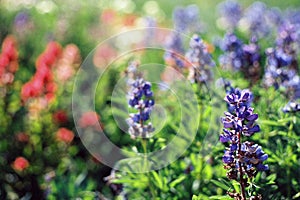 Alpine Flowers