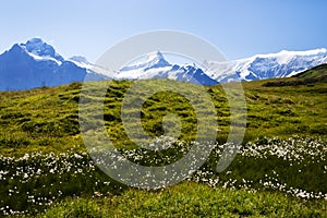 Alpine Flowers and Alps in Switzerland photo