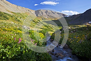 Alpine Flowers Blooming