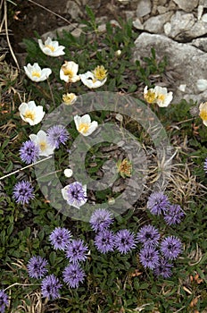 Alpine flowers in coincidental grouping