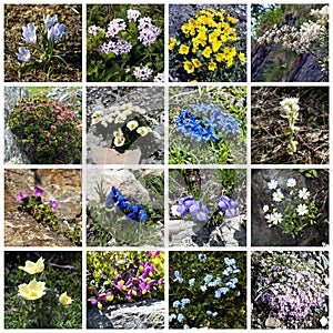 Alpine flowers collage