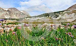Alpine flowers in front of the Medicine Bow Mountains of Wyoming photo