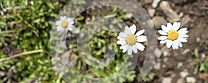 Alpine flowers growing at an altitude of more than three thousand meters above sea level.