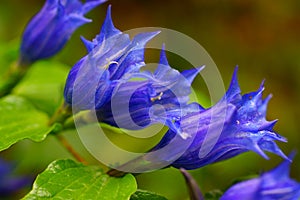 Alpine flower Gentian at bloom in summer photo