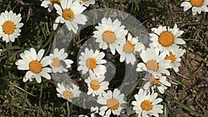 Alpine flowers on Schoenjoch, Fiss, Tirol, Austria