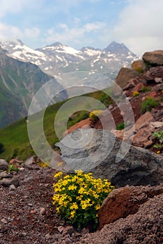 The Alpine flowers in stones