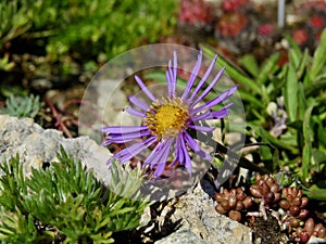 Alpine flowers in the Swiss Alpine Botanic Garden