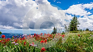 Alpine Flowers at Tod Mountain photo