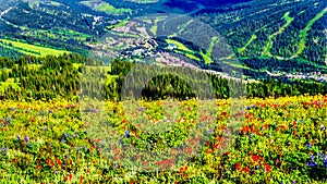 Alpine flowers on top of Tod Mountain near the village of Sun Peaks in British Columbia, Canada