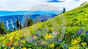 Alpine flowers on top of Tod Mountain near the village of Sun Peaks in British Columbia, Canada