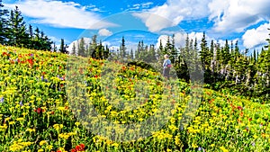 Alpine flowers on top of Tod Mountain near the village of Sun Peaks in British Columbia, Canada
