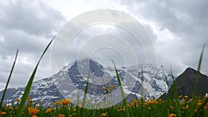 Alpine flowers. Wengen, Switzerland