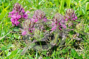 Alpine flowers: Whorled lousewort (Pedicularis verticillata) photo