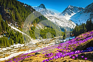 Alpine flowery glade with purple crocus flowers, Carpathians, Romania