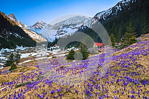 Alpine flowery meadow with purple crocus flowers, Carpathians, Romania