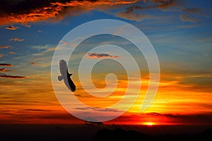Alpine flying eagle in sunset