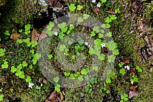 Alpine forest floor topview