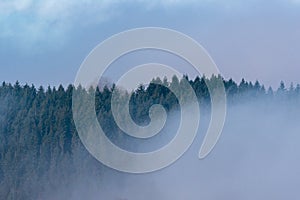 Alpine forest in fog on the mountain