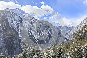 Alpine forest landscape