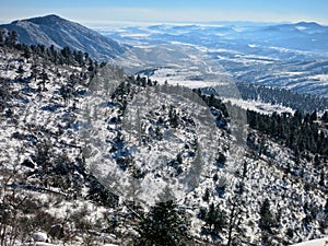 Alpine Forest on Mountainside in Snow