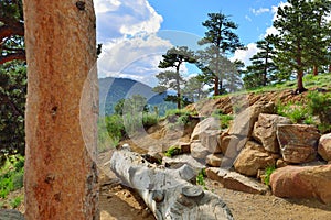 Alpine forest in rocky mountains national park, Colorado, USA