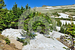 Alpine forest in rocky mountains national park, Colorado, USA