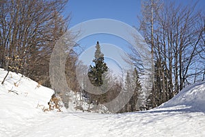 Alpine Forest in a Sunny Meadow