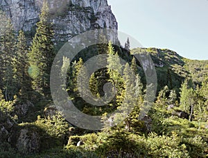 Alpine Forest Trees