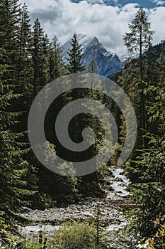 Alpine Forest in Val Duron, Dolomites, Italy