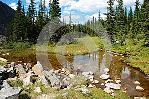 Alpine forests and meadows