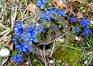 Alpine Gentian wildflowers. Close up. photo