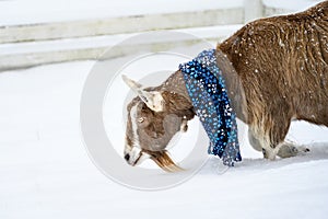 Alpine goat in a blue snowflake scarf walking in a fresh field of snow on a snowy day